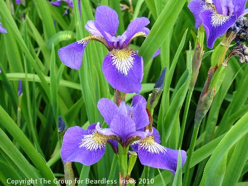 TT sibcolor hybrid 1